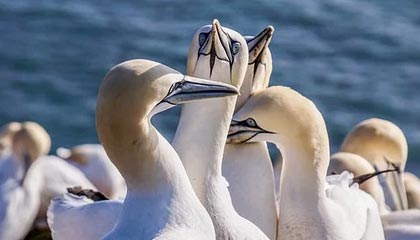 九游官网APP-英雄联盟 冬季赛激战正酣，lol冬季赛2020什么时候开始