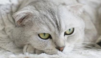 九游体育登陆-塞内加尔男足在巴黎奥运会上表现出色，赢得多场比赛，塞内加尔足球明星